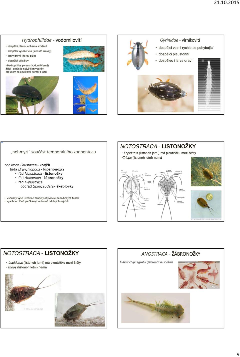 NOTOSTRACA - LISTONOŽKY Lepidurus (listonoh jarní) má ploutvičku mezi štěty Triops (listonoh letní) nemá podkmen Crustacea - korýši třída Branchiopoda - lupenonožci řád Notostraca - listonožky řád