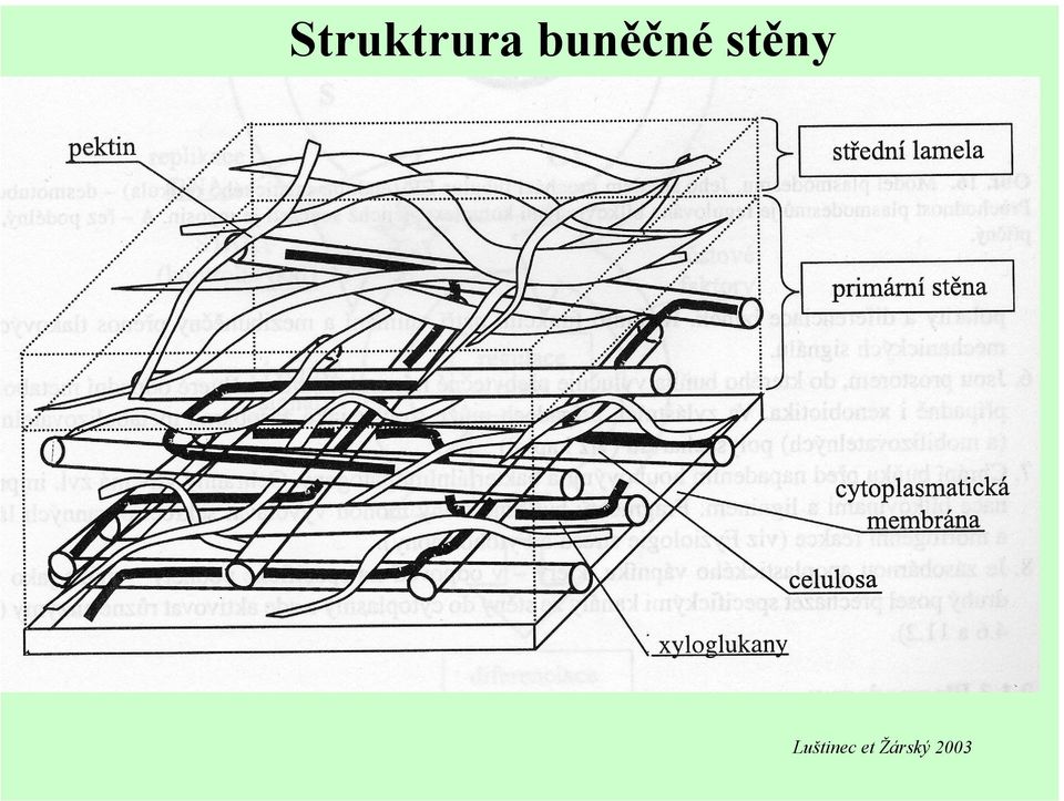 stěny