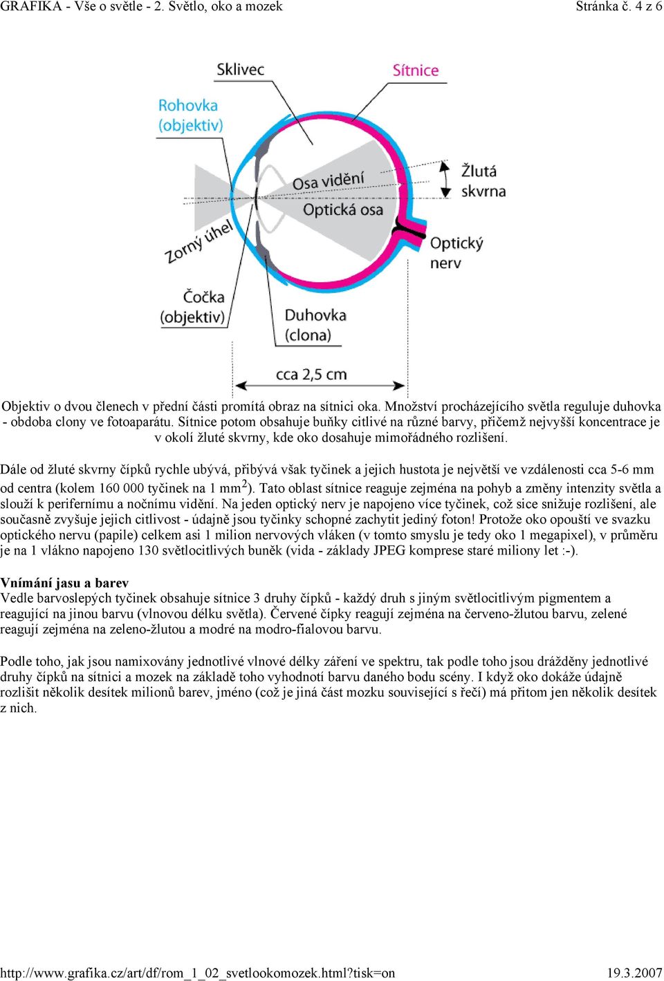 Sítnice potom obsahuje buňky citlivé na různé barvy, přičemž nejvyšší koncentrace je v okolí žluté skvrny, kde oko dosahuje mimořádného rozlišení.