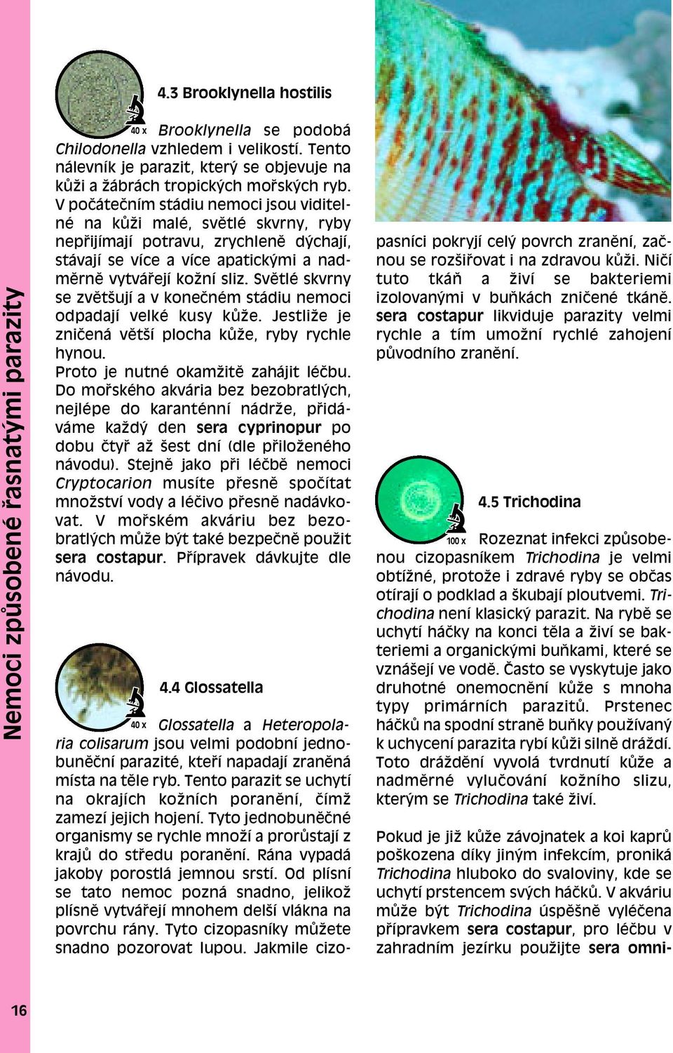 V poëáteëním stádiu nemoci jsou viditelnè na k ûi malè, svïtlè skvrny, ryby nep ijímají potravu, zrychlenï d chají, stávají se více a více apatick mi a nadmïrnï vytvá ejí koûní sliz.