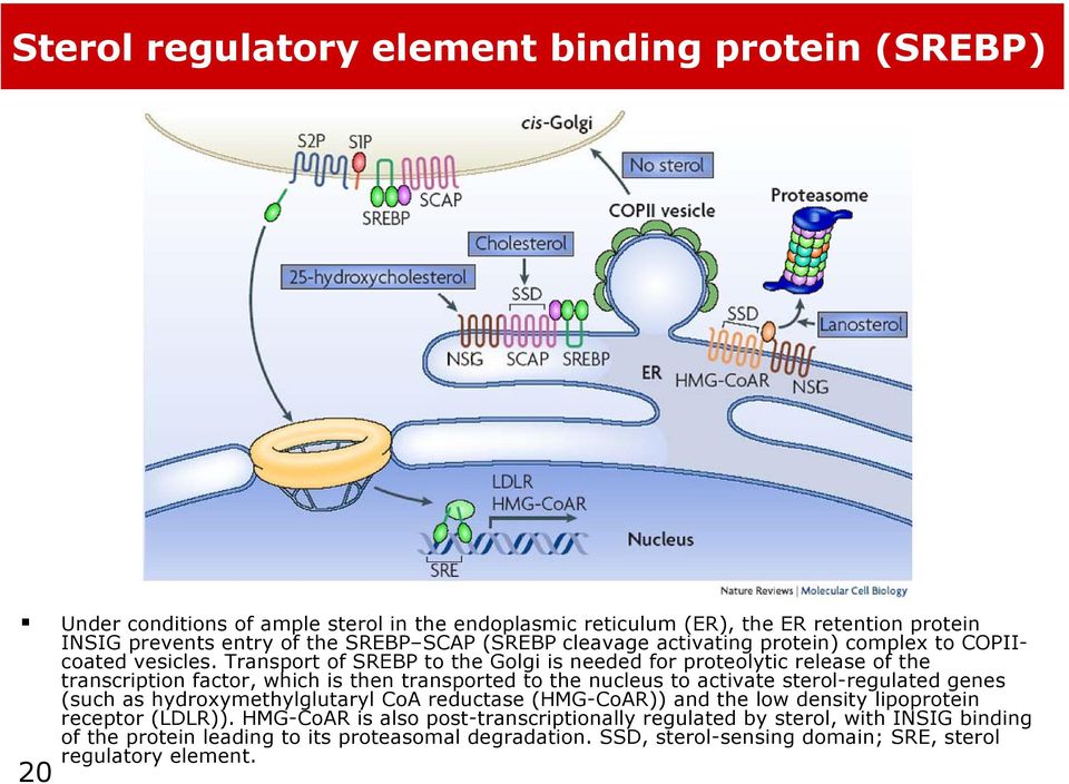 Transport of SREBP to the Golgi is needed for proteolytic release of the transcription factor, which is then transported to the nucleus to activate sterol-regulated genes (such as