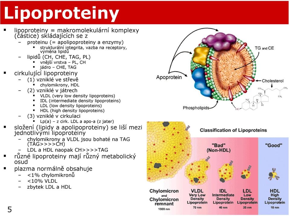 lipoproteins) LDL (low density lipoproteins) HDL (high density lipoproteins) (3) vzniklé v cirkulaci Lp(a) z cirk.