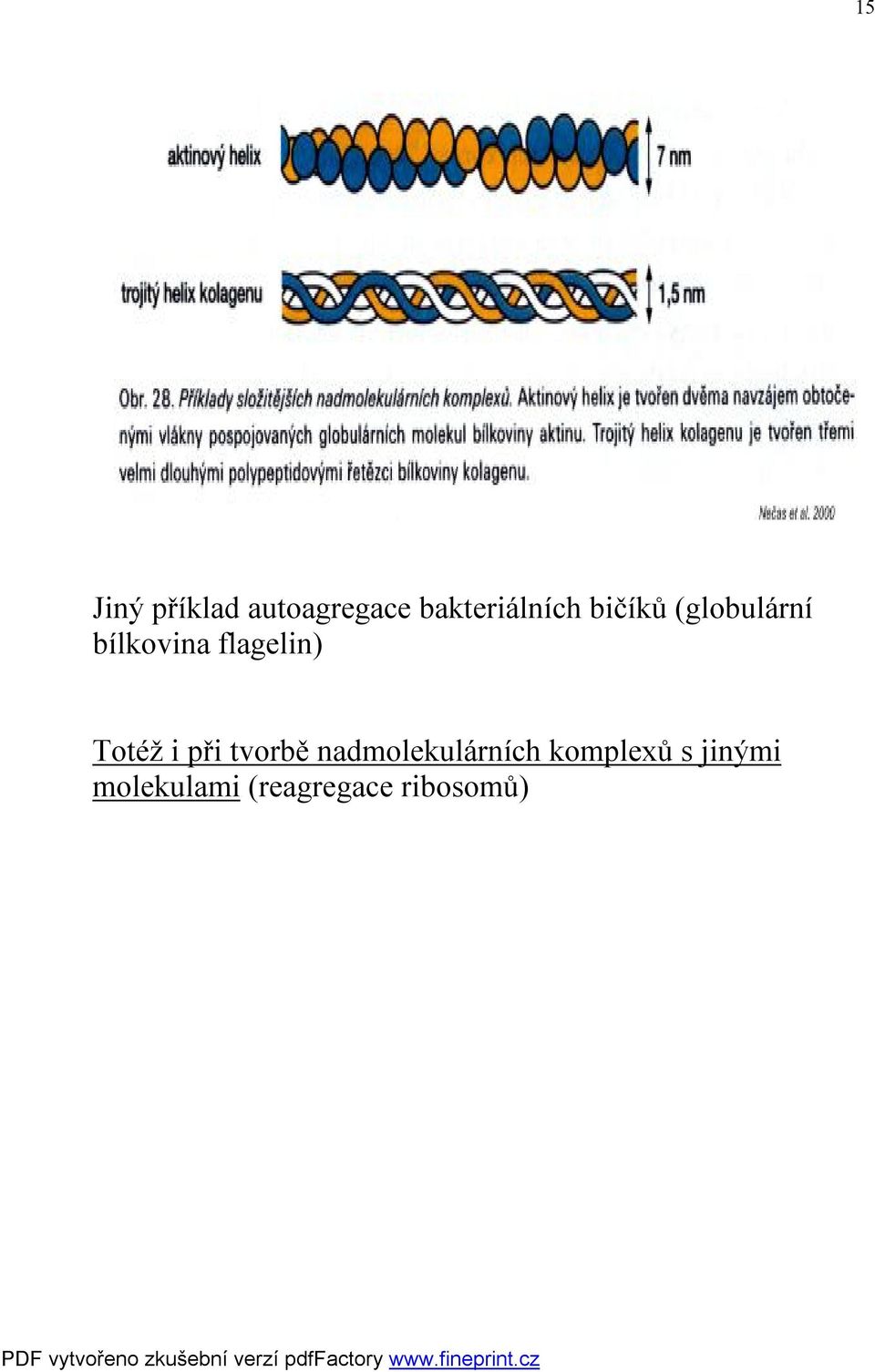 bílkovina flagelin) Totéž i při tvorbě