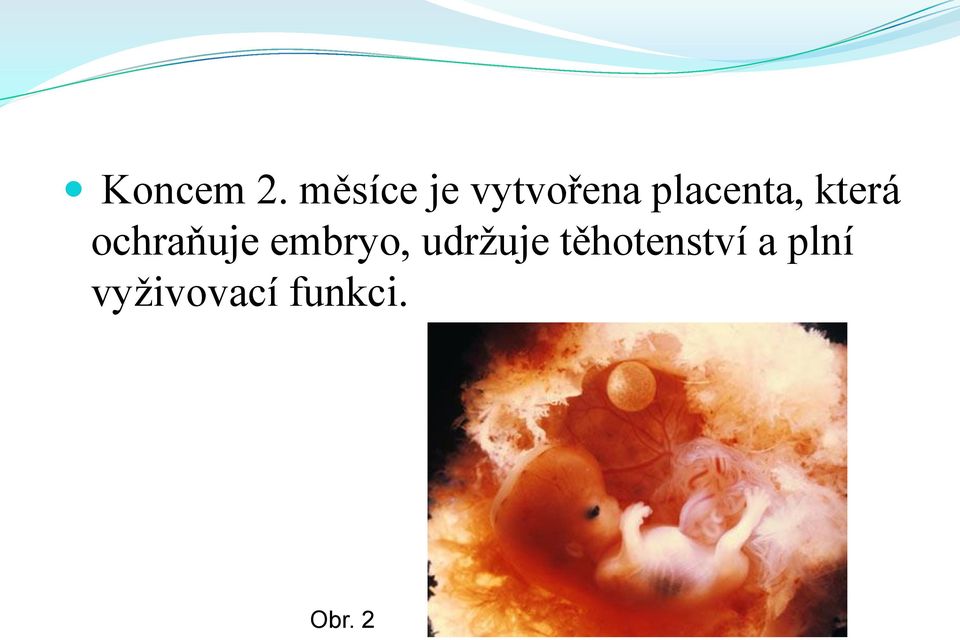 placenta, která ochraňuje