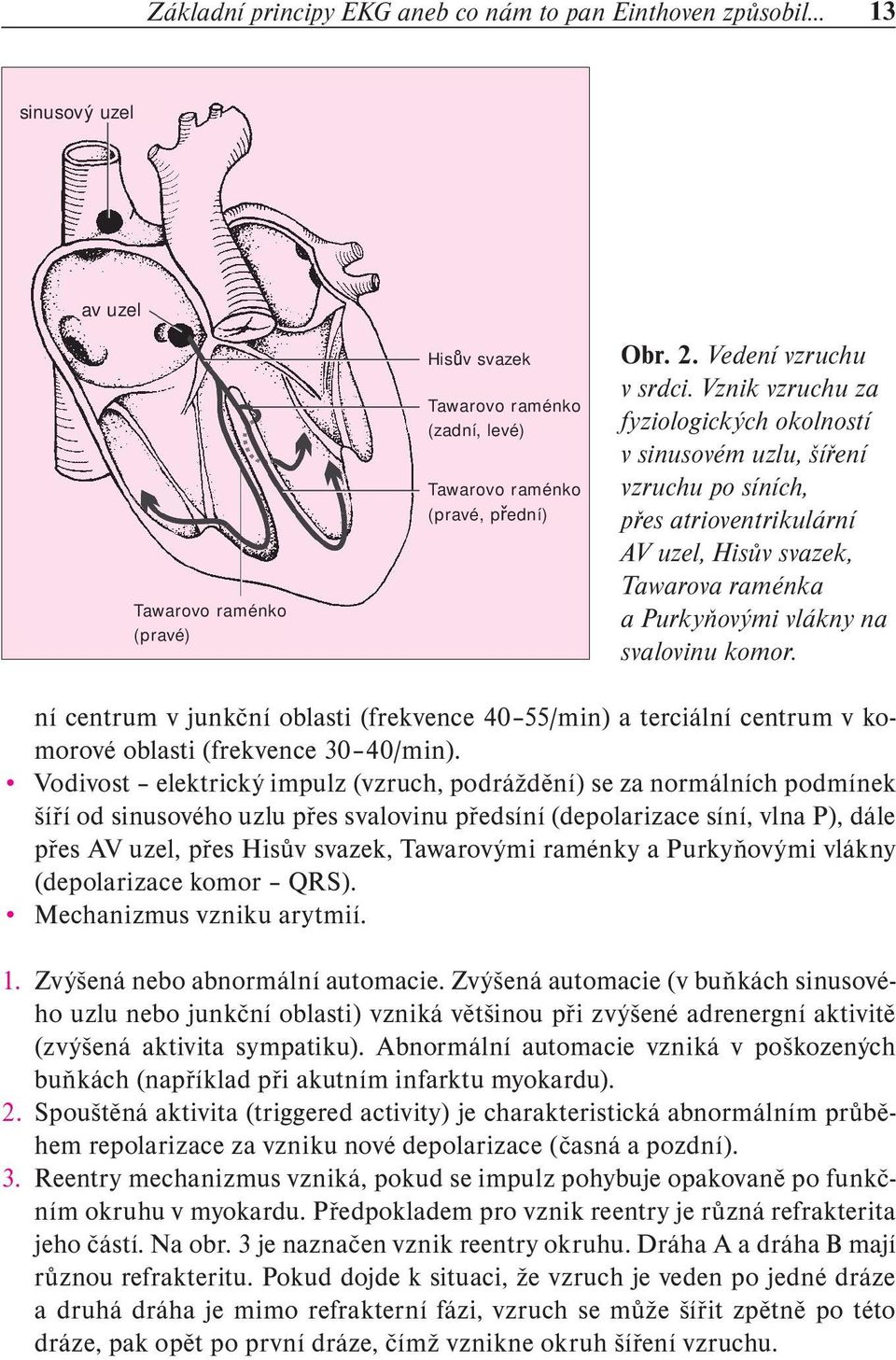 Vznik vzruchu za fyziologických okolností v sinusovém uzlu, šíření vzruchu po síních, přes atrioventrikulární AV uzel, Hisův svazek, Tawarova raménka a Purkyňovými vlákny na svalovinu komor.