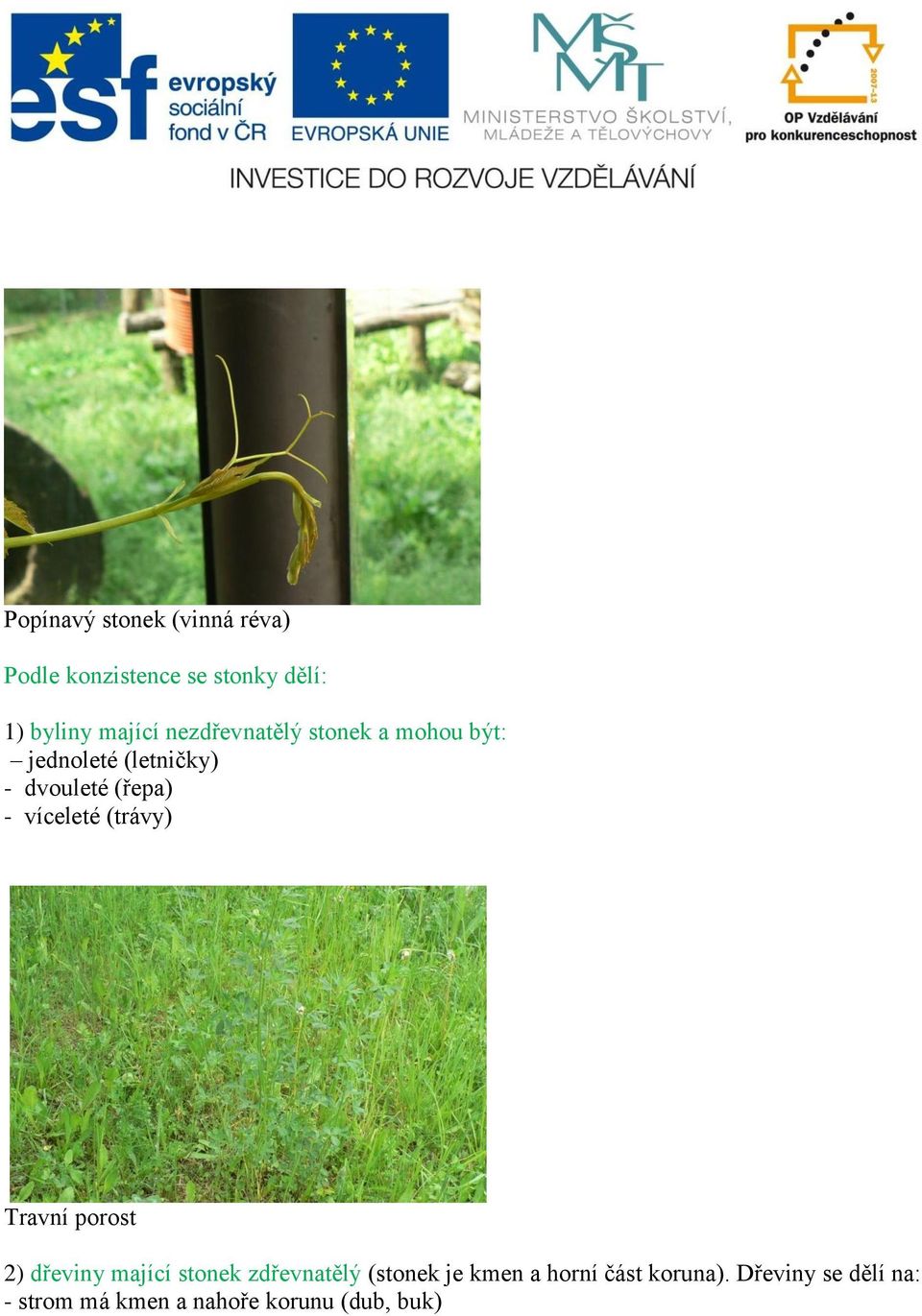 víceleté (trávy) Travní porost 2) dřeviny mající stonek zdřevnatělý (stonek je