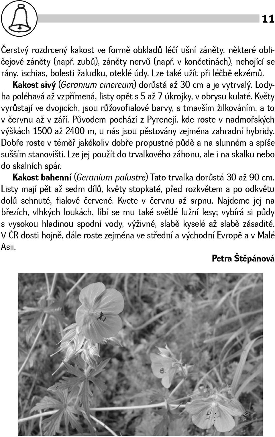 Kvìty vyrùstají ve dvojicích, jsou rùovofialové barvy, s tmavím ilkováním, a to v červnu a v záøí.
