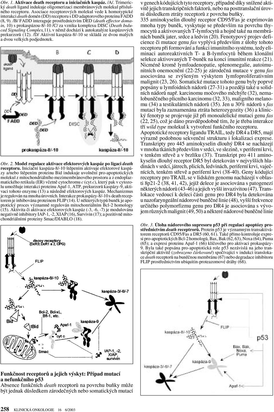 /B/ FADD interaguje prostfiednictvím DED (death effector domain, 10) s prokaspázou-8/-10 /C/ za vzniku komplexu DISC (Death Induced Signaling Complex,11), v nûmï dochází k autokatal ze kaspázov ch