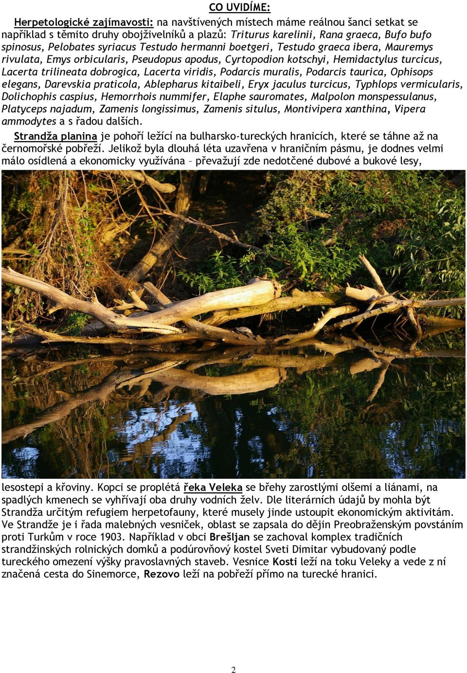 Lacerta viridis, Podarcis muralis, Podarcis taurica, Ophisops elegans, Darevskia praticola, Ablepharus kitaibeli, Eryx jaculus turcicus, Typhlops vermicularis, Dolichophis caspius, Hemorrhois