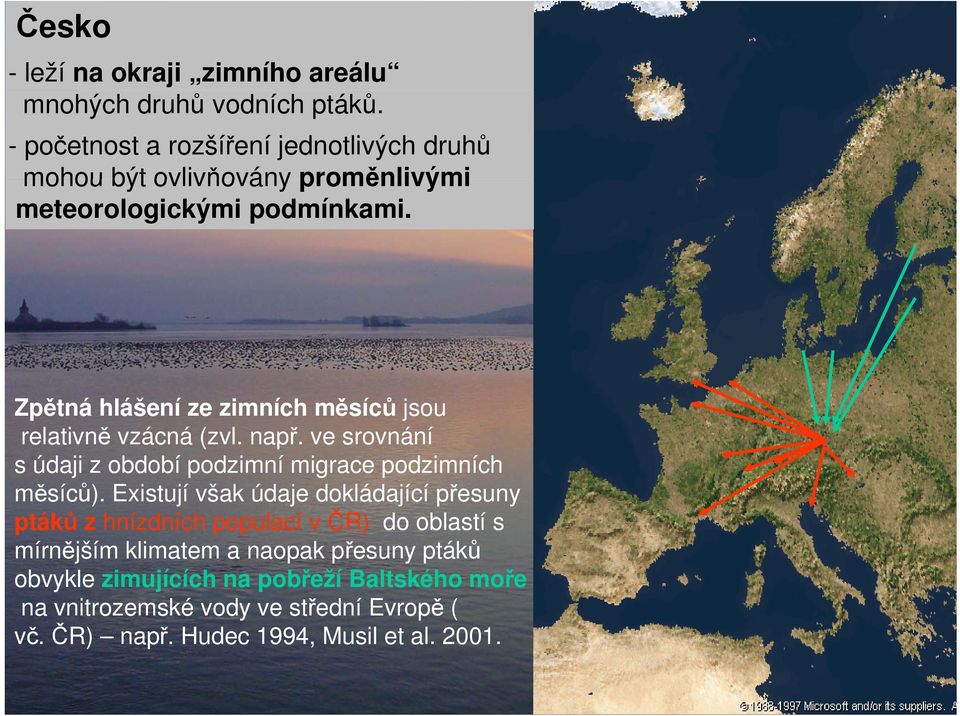 Zpětná hlášení ze zimních měsíců jsou relativně vzácná (zvl. např. ve srovnání s údaji z období podzimní migrace podzimních měsíců).