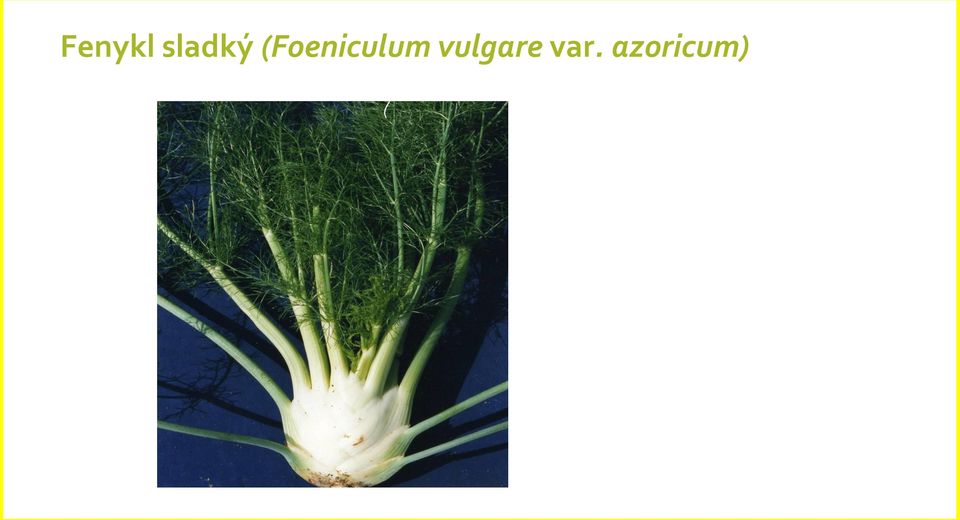 (Foeniculum