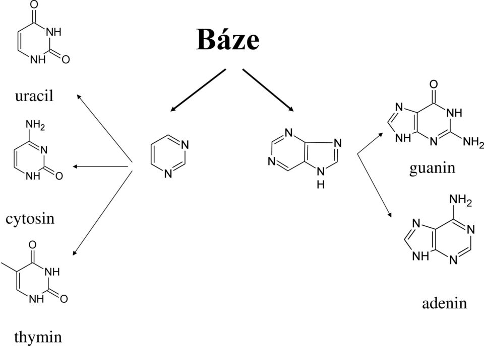 guanin cytosin H