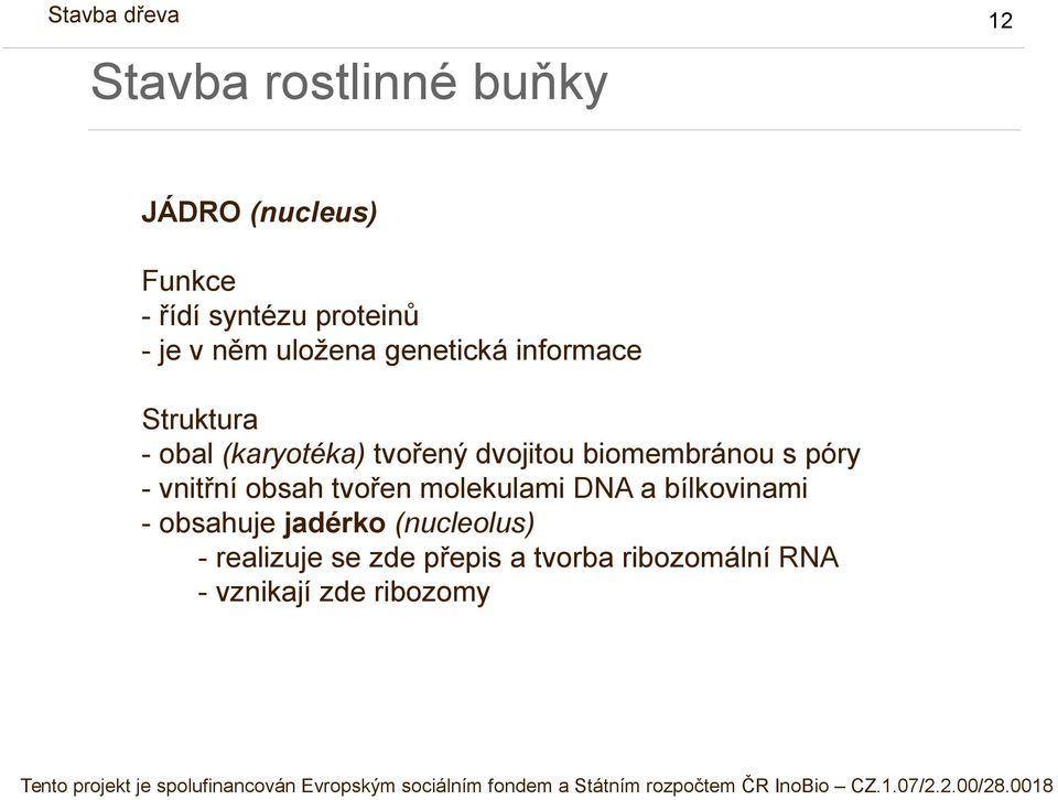 póry - vnitřní obsah tvořen molekulami DNA a bílkovinami - obsahuje jadérko