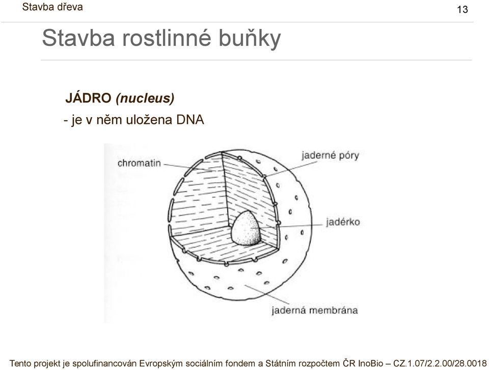 (nucleus) -