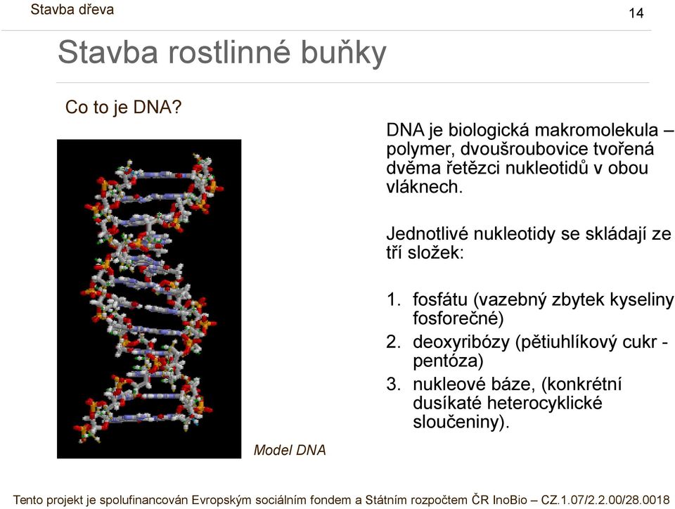 nukleotidů v obou vláknech.