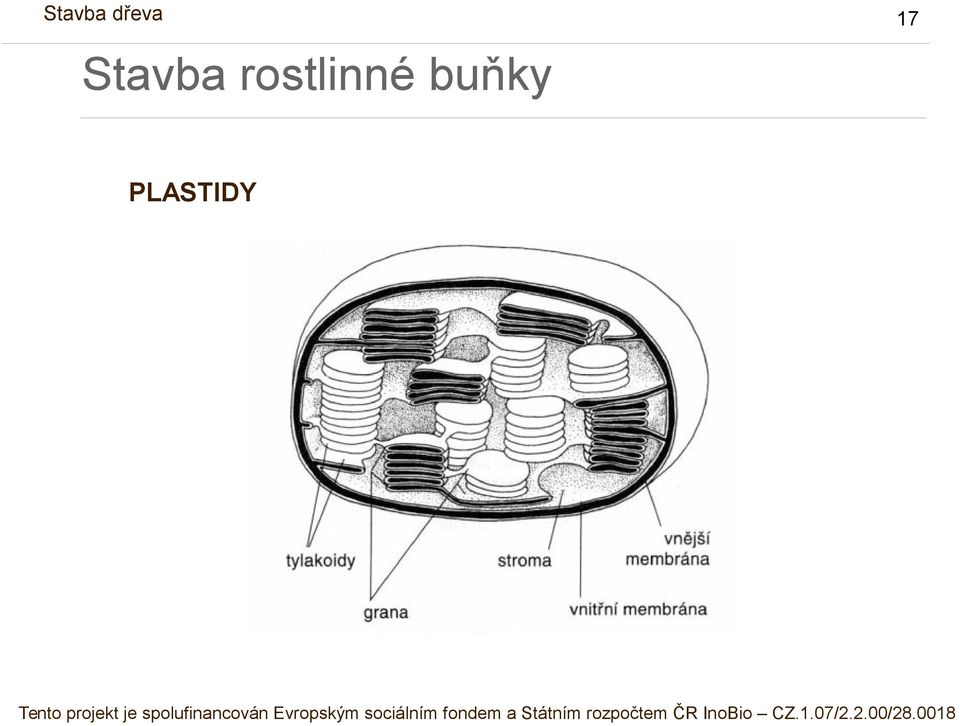 PLASTIDY