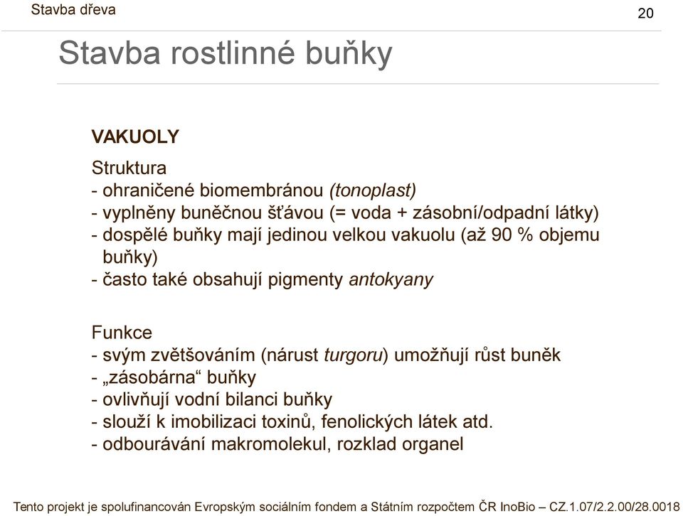 pigmenty antokyany Funkce - svým zvětšováním (nárust turgoru) umožňují růst buněk - zásobárna buňky - ovlivňují