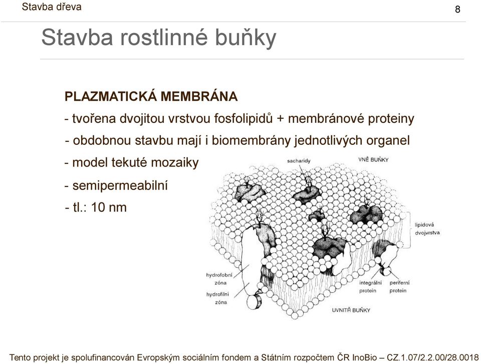 obdobnou stavbu mají i biomembrány jednotlivých