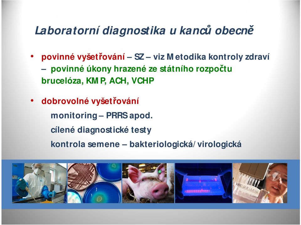 brucelóza, KMP, ACH, VCHP dobrovolné vyšetřování monitoring PRRS