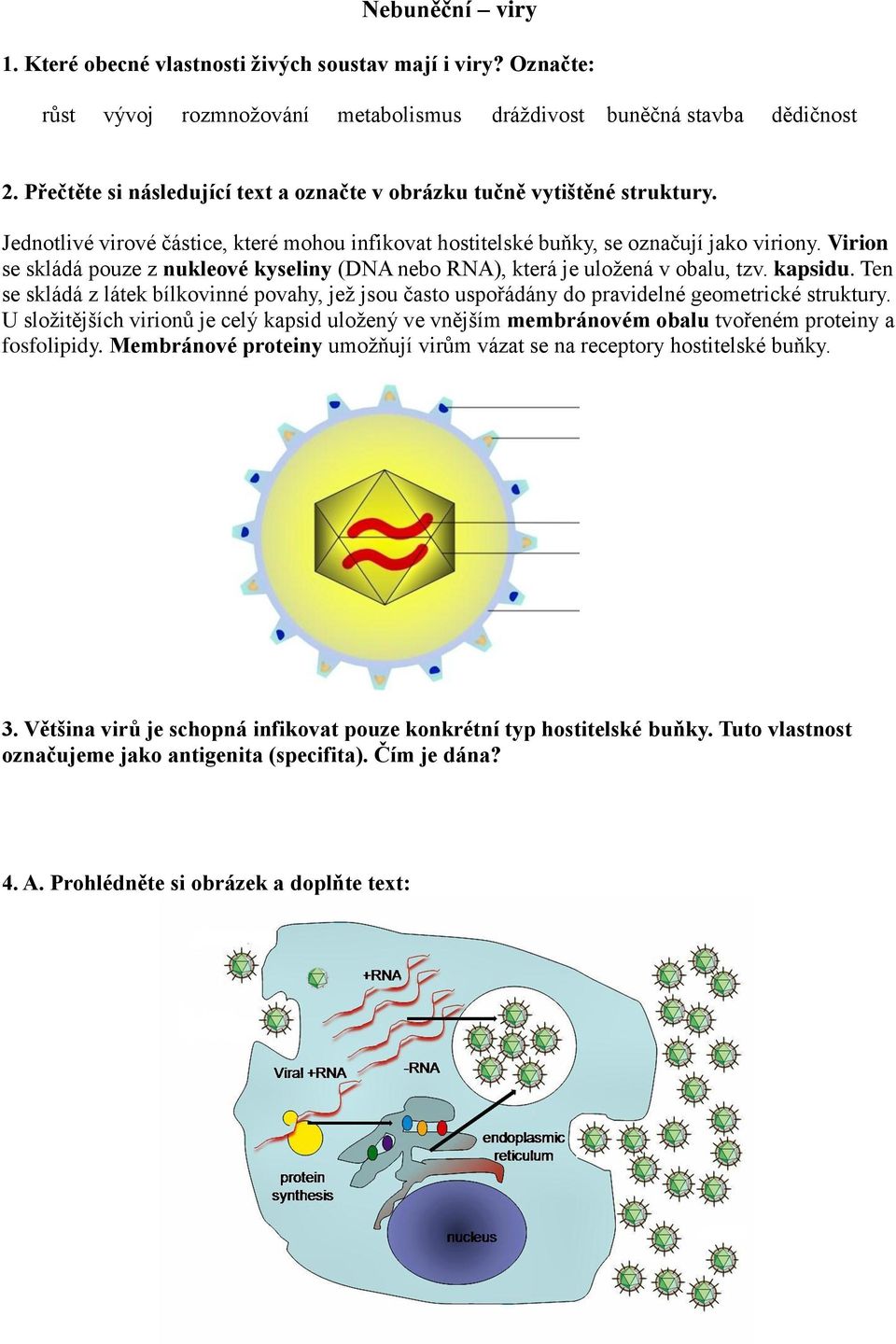 Virion se skládá pouze z nukleové kyseliny (DNA nebo RNA), která je uložená v obalu, tzv. kapsidu.