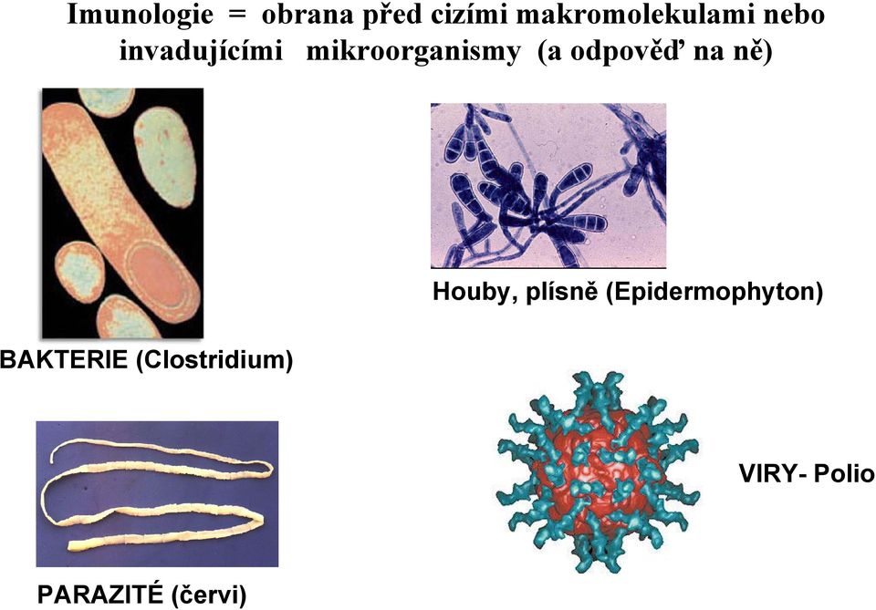 mikroorganismy (a odpověď na ně) BAKTERIE