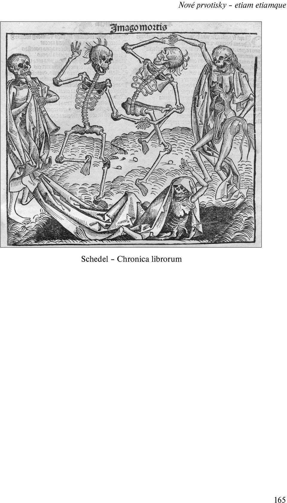 Schedel