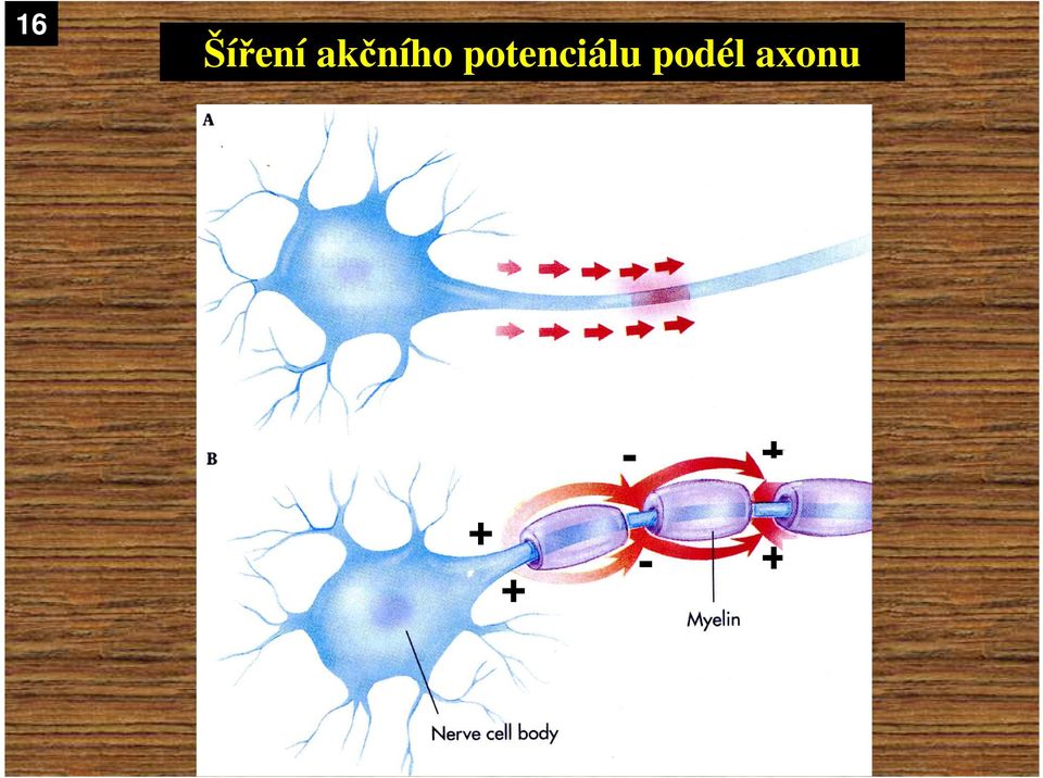 potenciálu