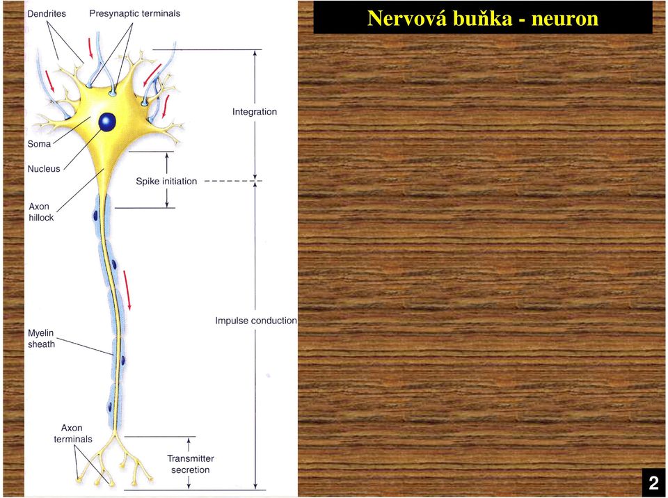 neuron 2