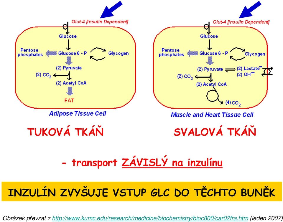 Obrázek převzat z http://www.kumc.