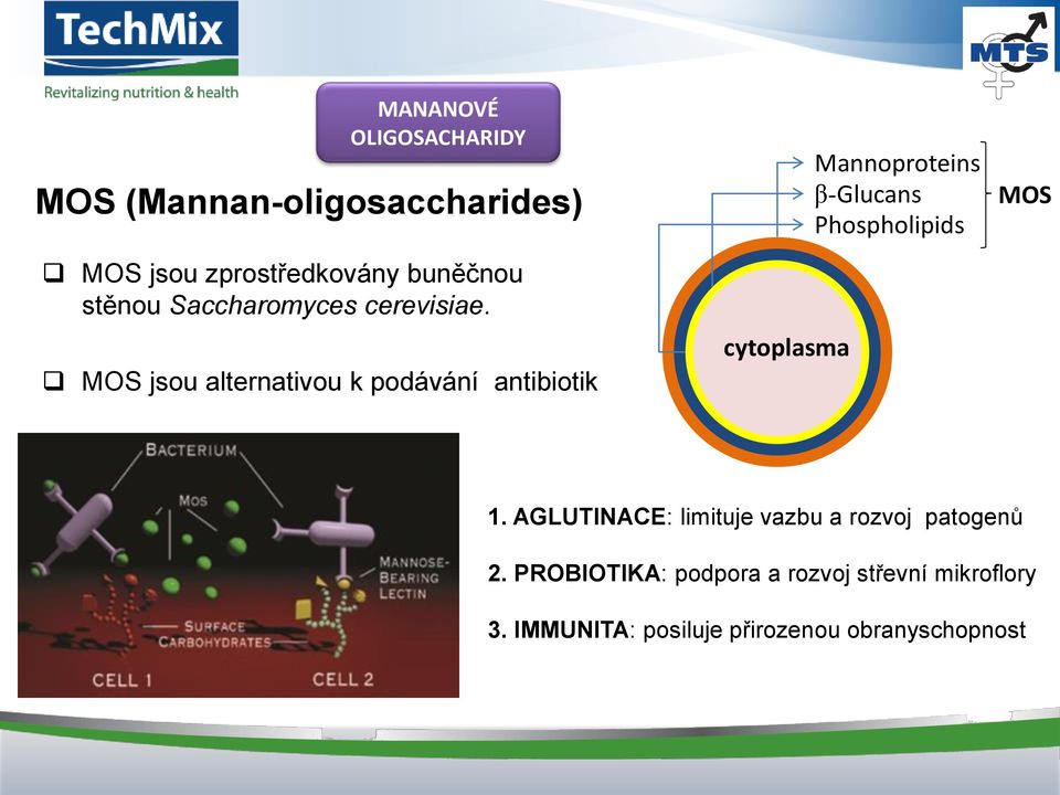 MOS jsou alternativou k podávání antibiotik cytoplasma Mannoproteins β-glucans