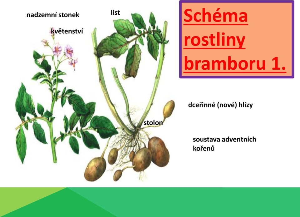 bramboru 1.