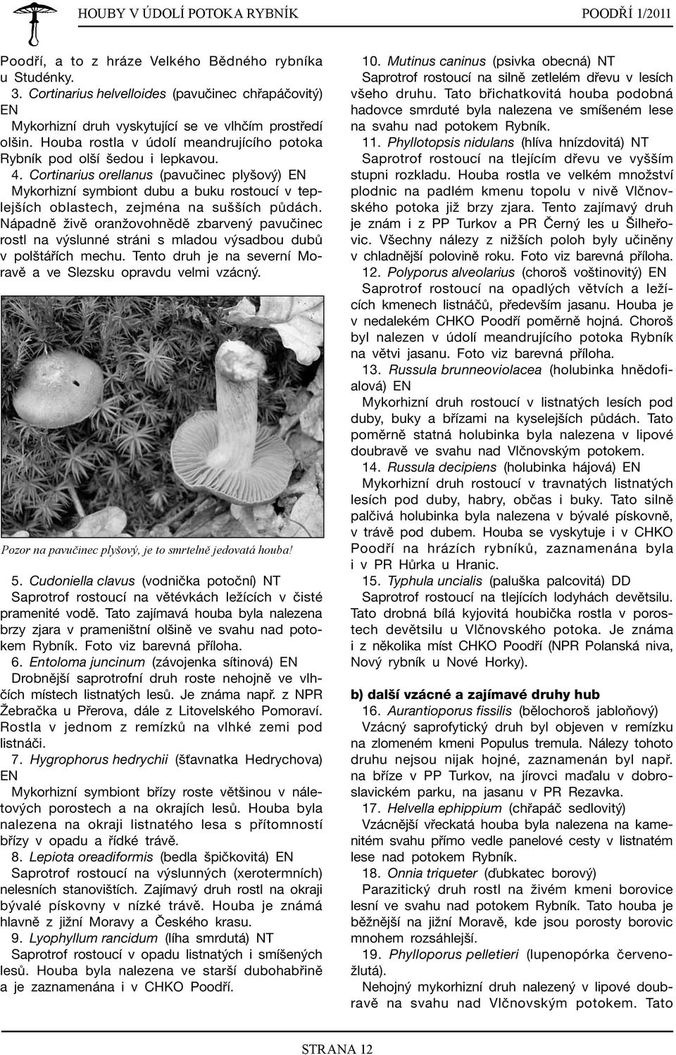Cortinarius orellanus (pavučinec plyšový) EN Mykorhizní symbiont dubu a buku rostoucí v teplejších oblastech, zejména na sušších půdách.