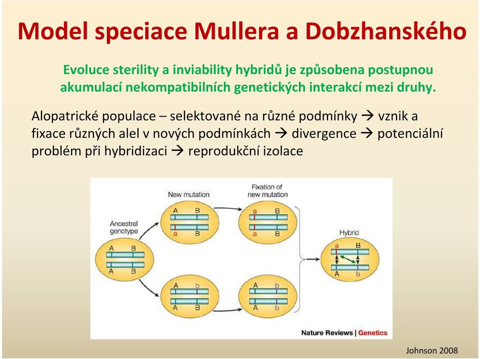 Alopatricképopulace selektovanéna různépodmínky vznika fixace různých alel v