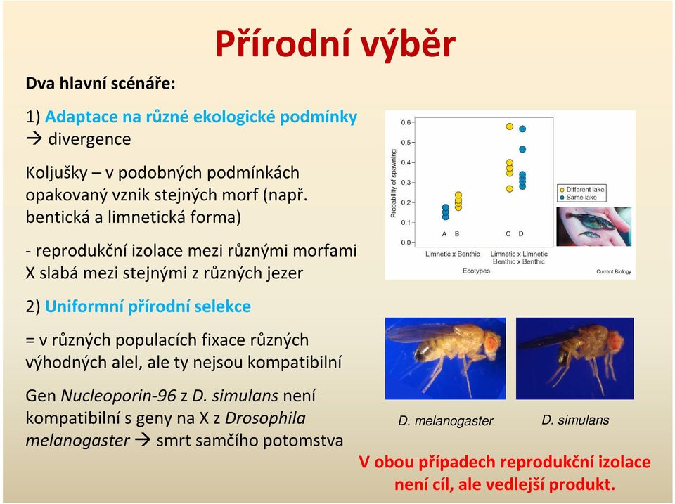 bentická a limnetická forma) - reprodukční izolace mezi různými morfami X slabá mezi stejnými z různých jezer 2) Uniformní přírodní selekce = v