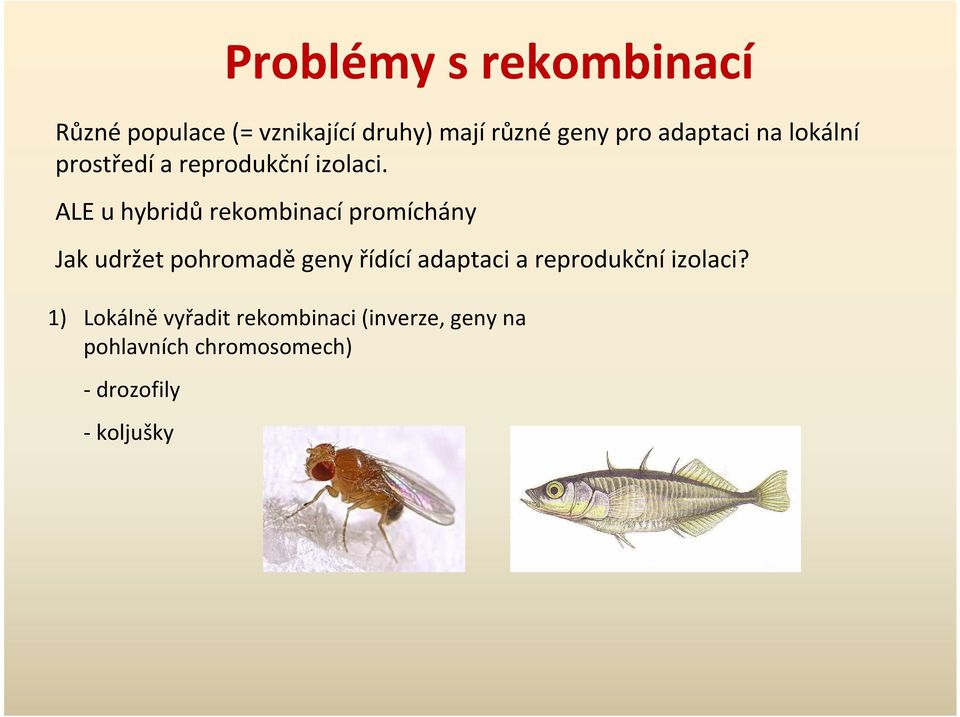 ALE u hybridů rekombinací promíchány Jak udržet pohromaděgeny řídícíadaptaci a