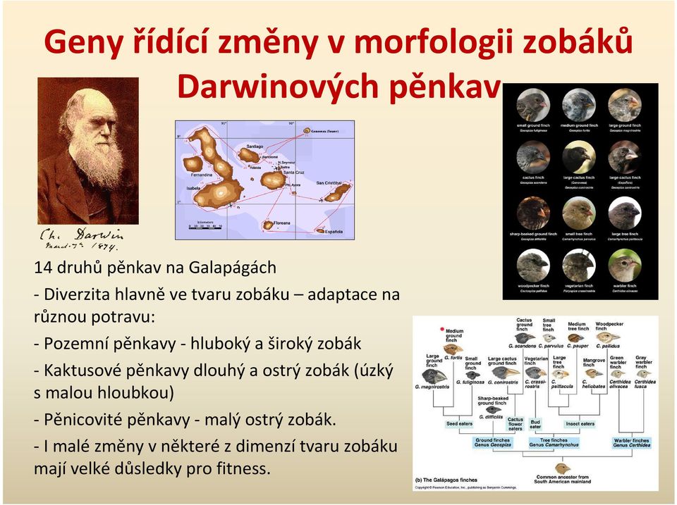 široký zobák -Kaktusovépěnkavy dlouhý a ostrý zobák (úzký s malou hloubkou) - Pěnicovité