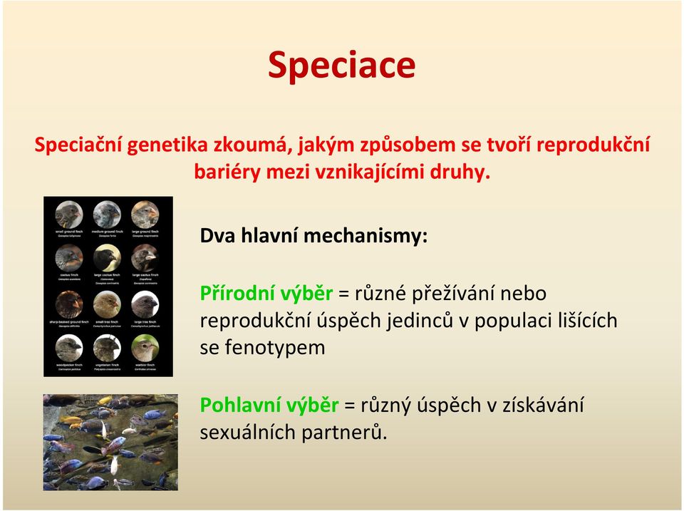 Dva hlavní mechanismy: Přírodnívýběr = různépřežívánínebo
