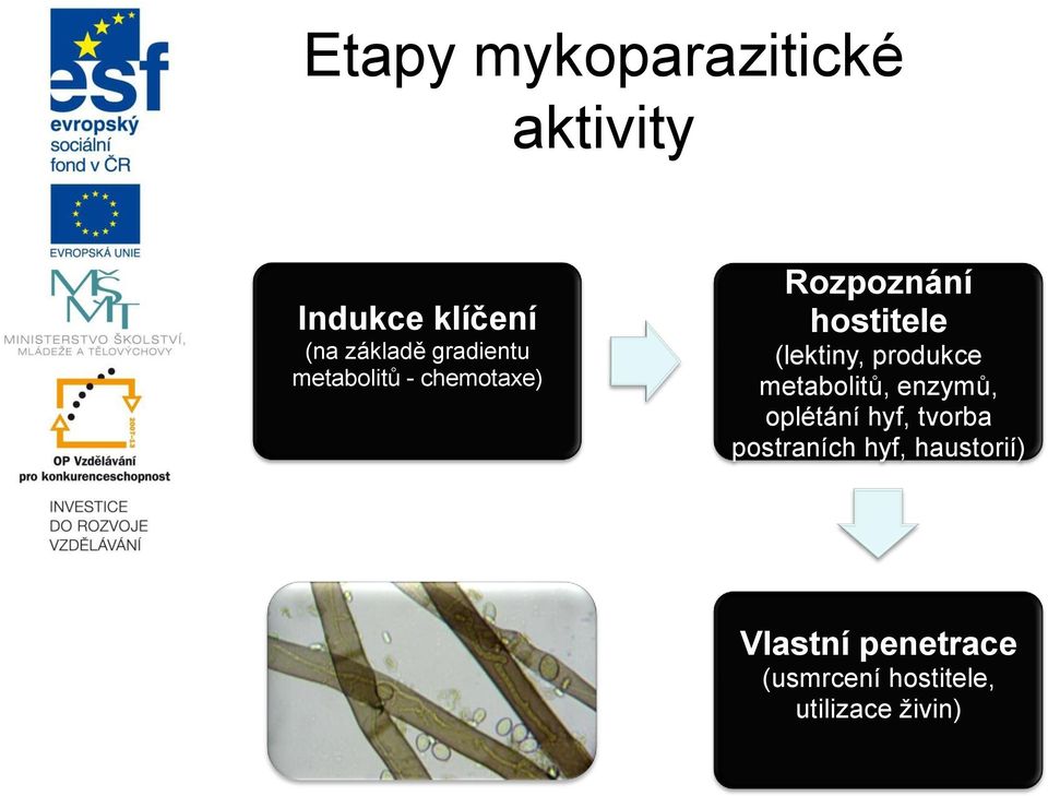 (lektiny, produkce metabolitů, enzymů, oplétání hyf, tvorba