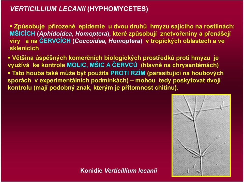 biologických prostředků proti hmyzu je využívá ke kontrole MOLIC, MŠIC A ČERVCŮ (hlavně na chrysantémách) Tato houba také může být použita PROTI RZÍM