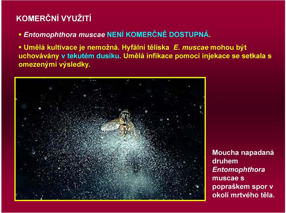 muscae mohou být uchovávány v tekutém dusíku.