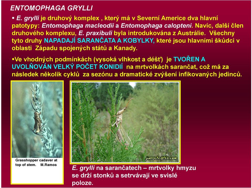 Všechny tyto druhy NAPADAJÍ SARANČATA A KOBYLKY, které jsou hlavními škůdci v oblasti Západu spojených států a Kanady.