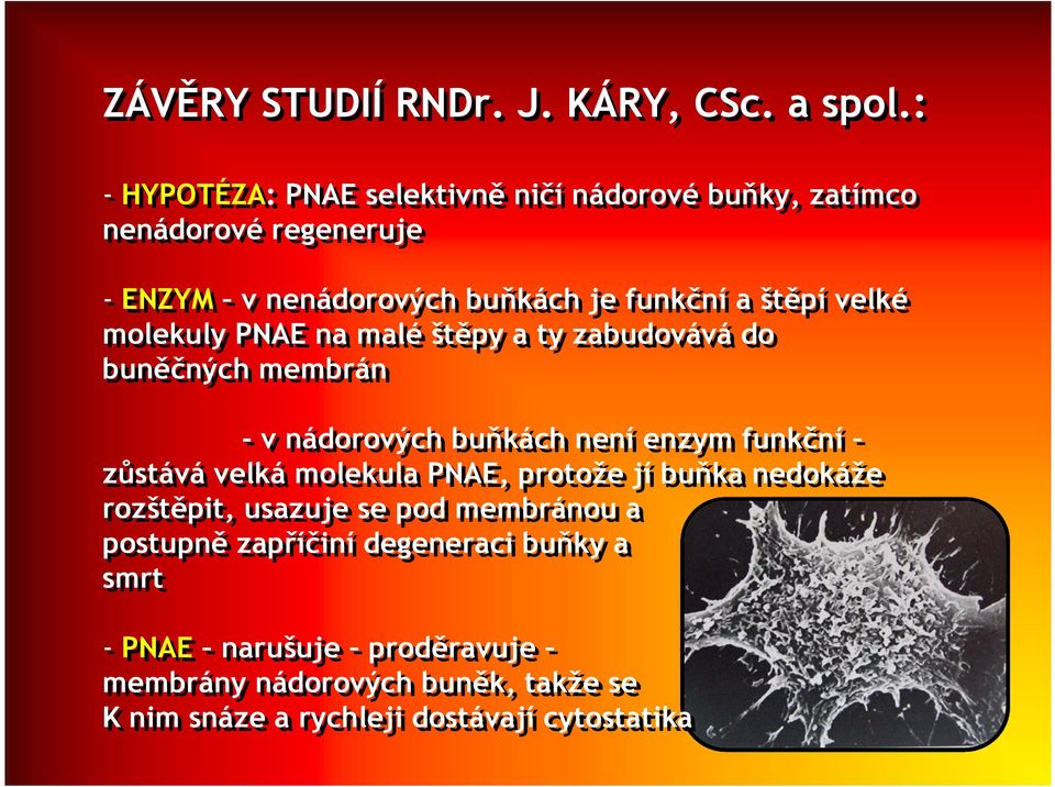 velké molekuly PNAE na malé štěpy a ty zabudovává do buněčných membrán - v nádorových buňkách není enzym funkční zůstává velká