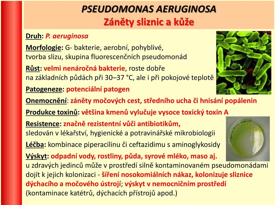 základních půdách při 30 37 C, ale i při pokojové teplotě Patogeneze: potenciální patogen Onemocnění: záněty močových cest, středního ucha či hnisání popálenin Produkce toxinů: většina kmenů vylučuje