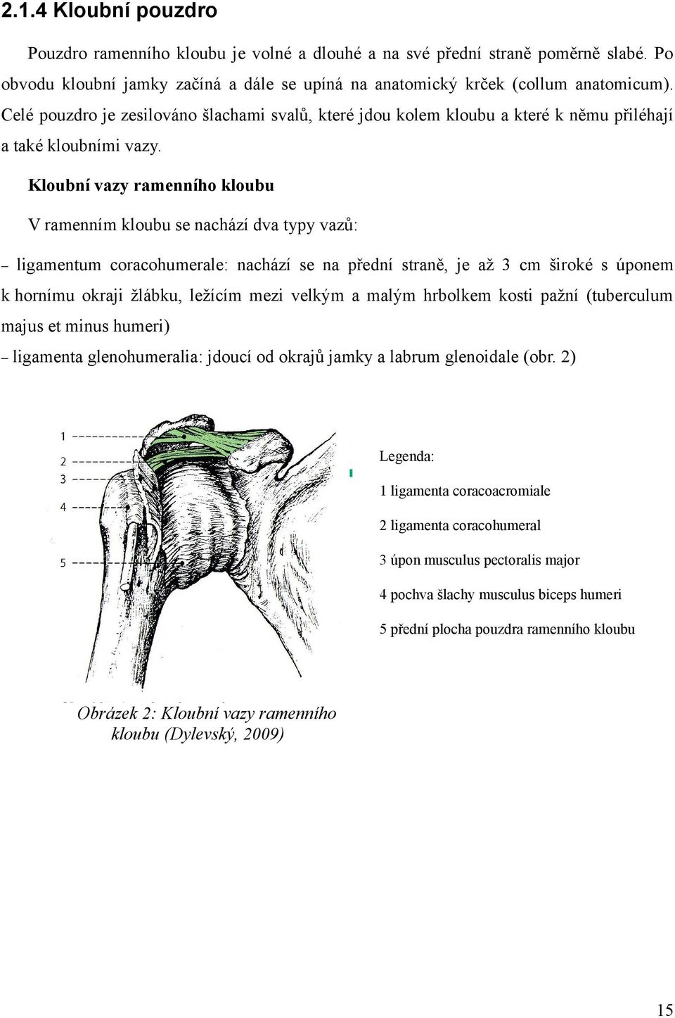Kloubní vazy ramenního kloubu V ramenním kloubu se nachází dva typy vazů: ligamentum coracohumerale: nachází se na přední straně, je až 3 cm široké s úponem k hornímu okraji žlábku, ležícím mezi