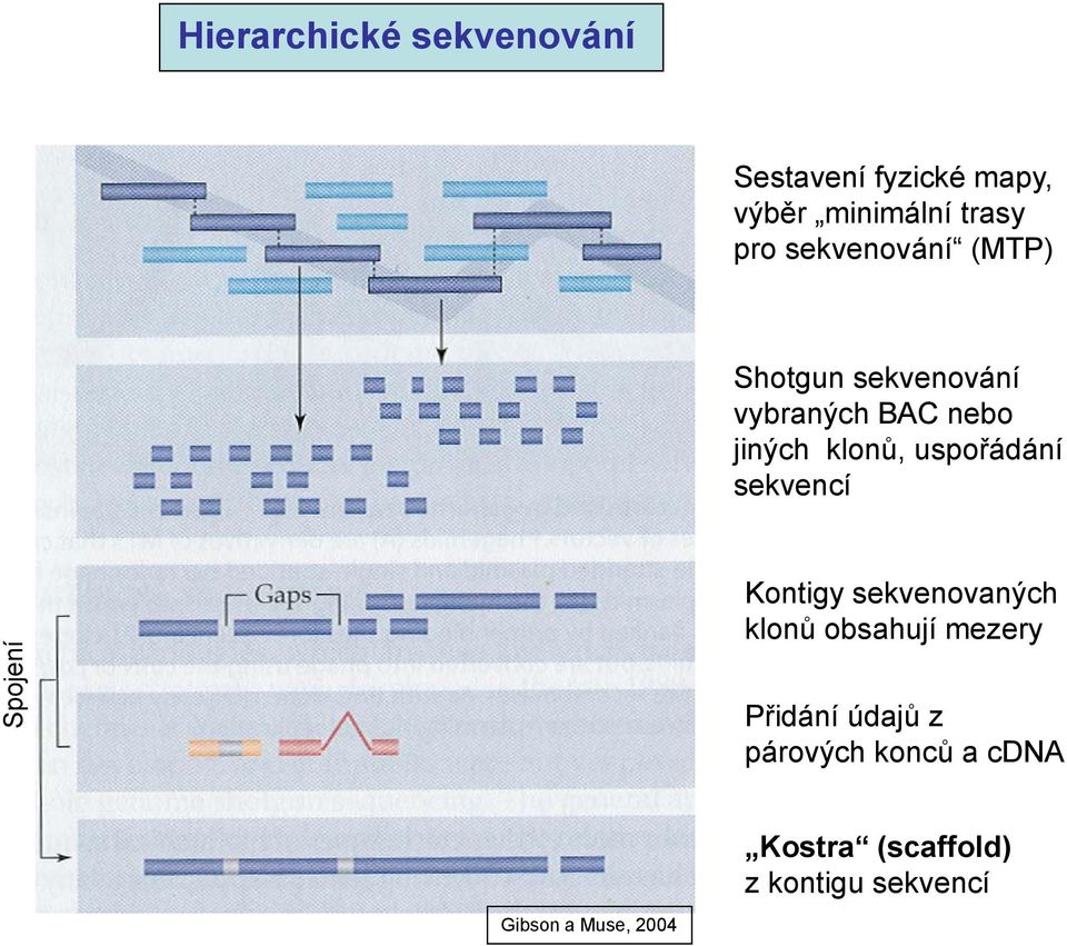 uspořádání sekvencí Spojení Kontigy sekvenovaných klonů obsahují mezery