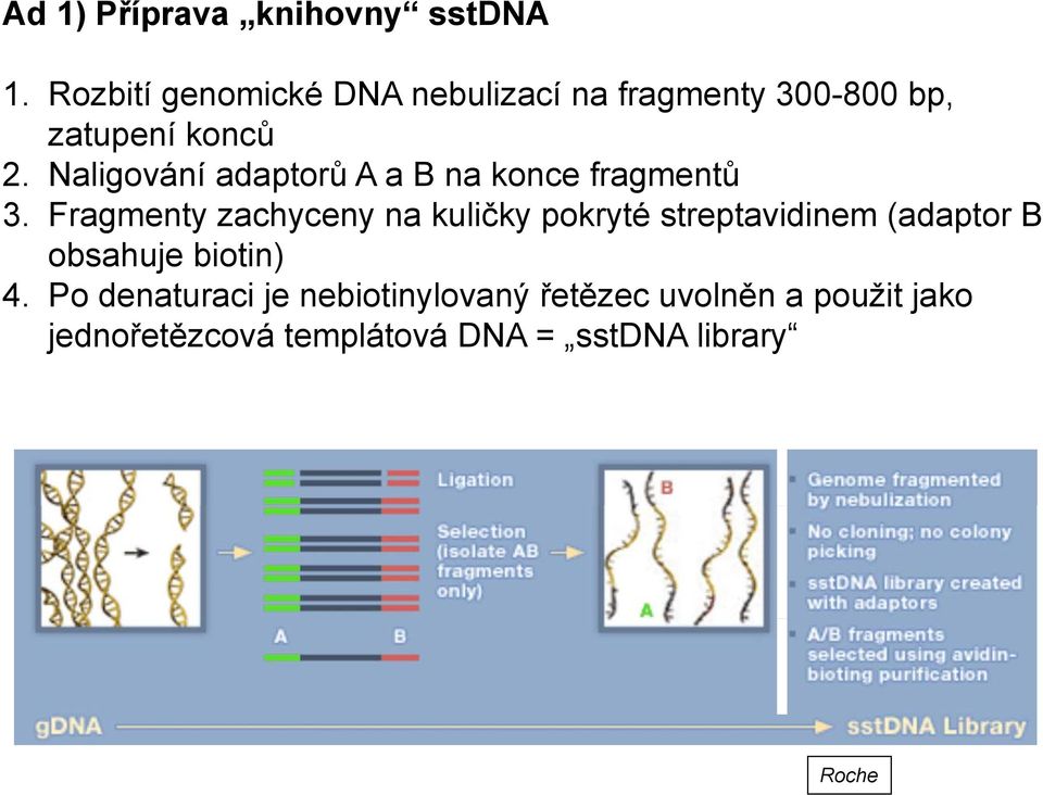 Naligování adaptorů ů A a B na konce fragmentů 3.