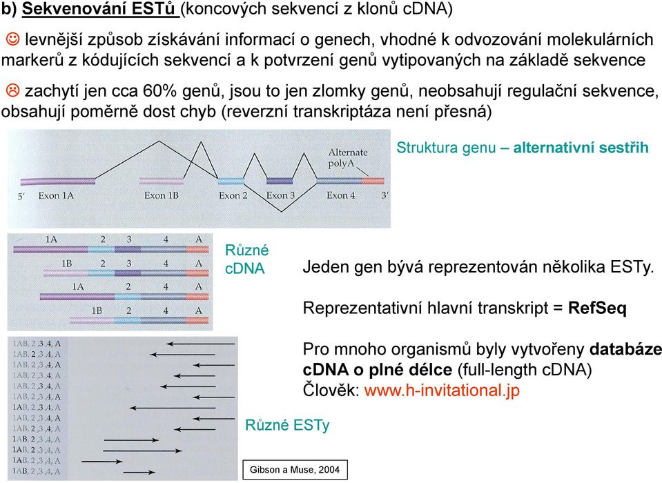 poměrně dost chyb (reverzní transkriptáza není přesná) Struktura genu alternativní sestřih Různé cdna Jeden gen bývá reprezentován několika ESTy.