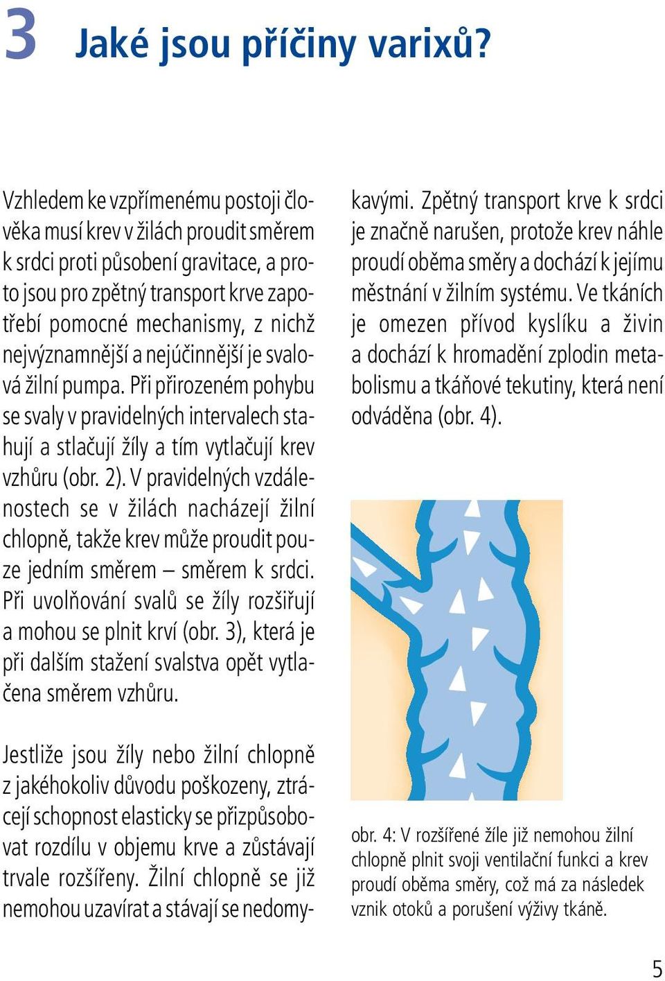 a nejúčinnější je svalová žilní pumpa. Při přirozeném pohybu se svaly v pravidelných intervalech stahují a stlačují žíly a tím vytlačují krev vzhůru (obr. 2).