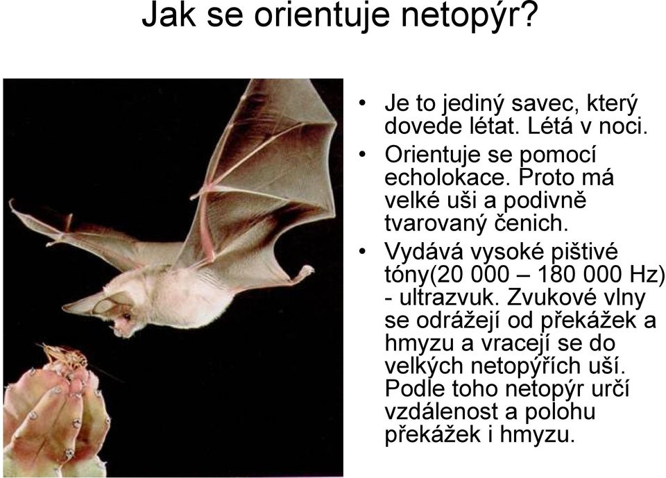 Vydává vysoké pištivé tóny(20 000 180 000 Hz) - ultrazvuk.