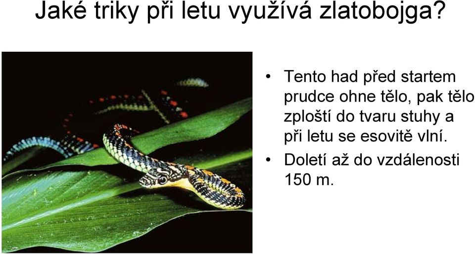 pak tělo zploští do tvaru stuhy a při letu